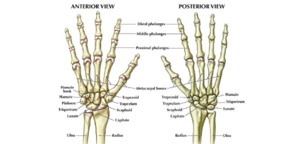 Human Wrist Anatomy Test: Trivia Quiz - ProProfs Quiz